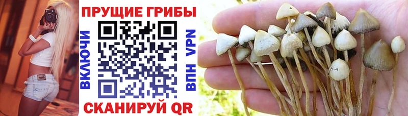 Псилоцибиновые грибы Cubensis  Купить где  Северская 